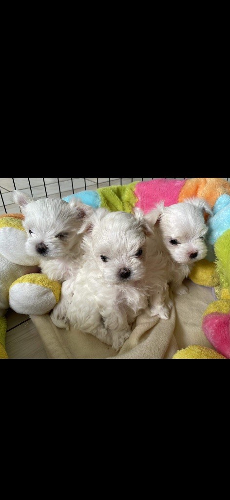 chiot Bichon maltais De La Bichonnerie De La Vallée