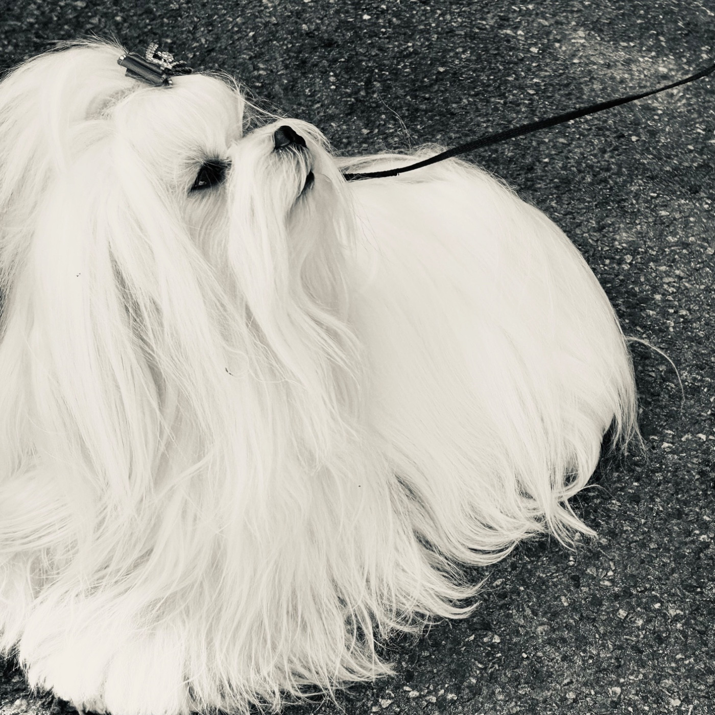 CH. Valma's Signature Tamara