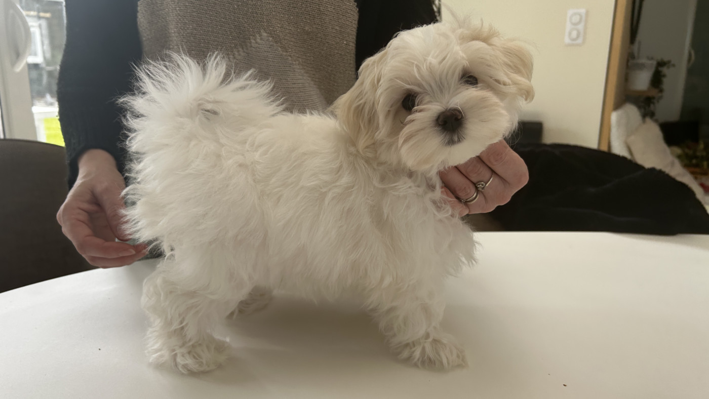De La Bichonnerie De La Vallée - Chiots disponibles - Bichon maltais