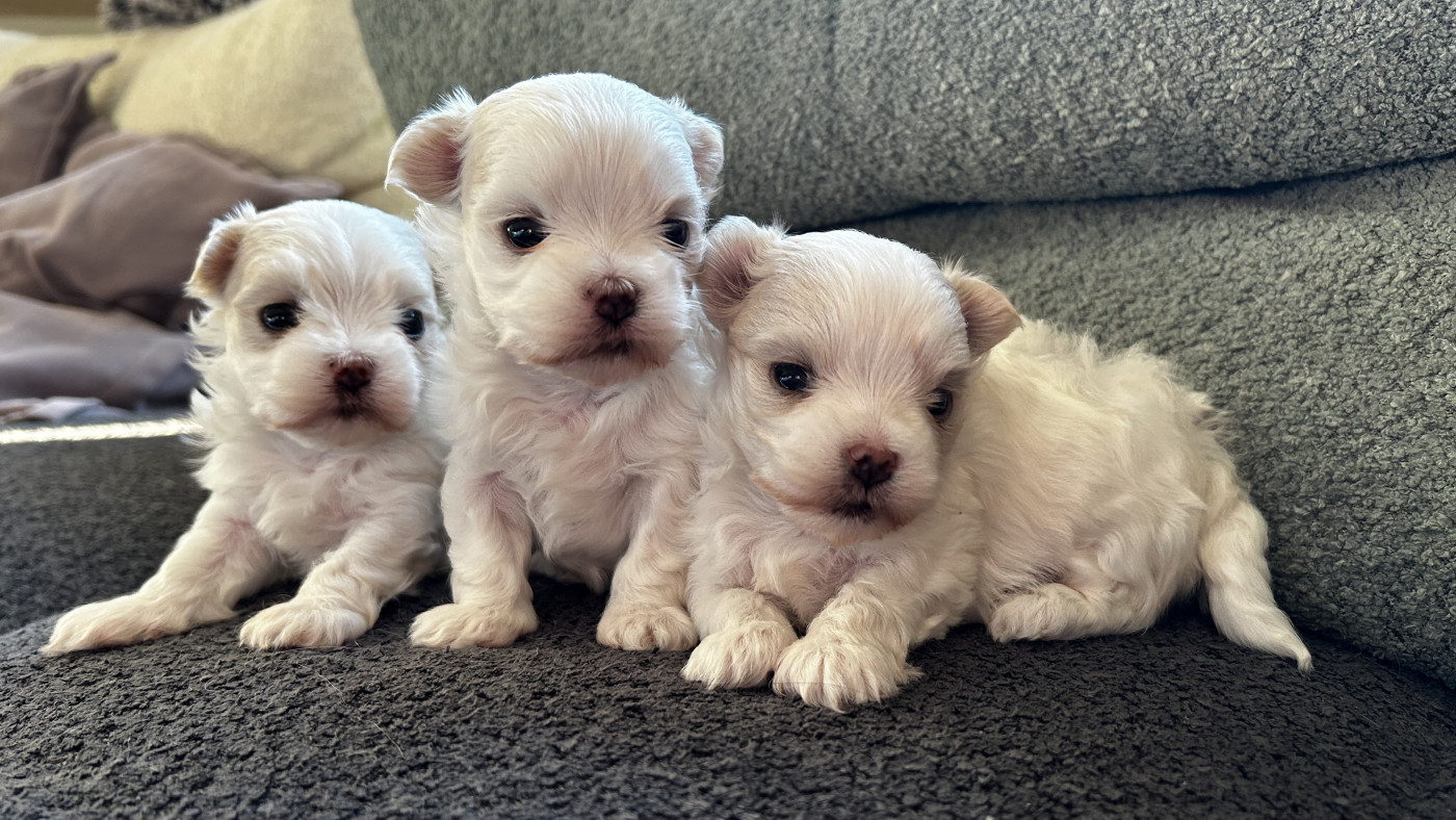 Chiot Bichon maltais De La Bichonnerie De La Vallée