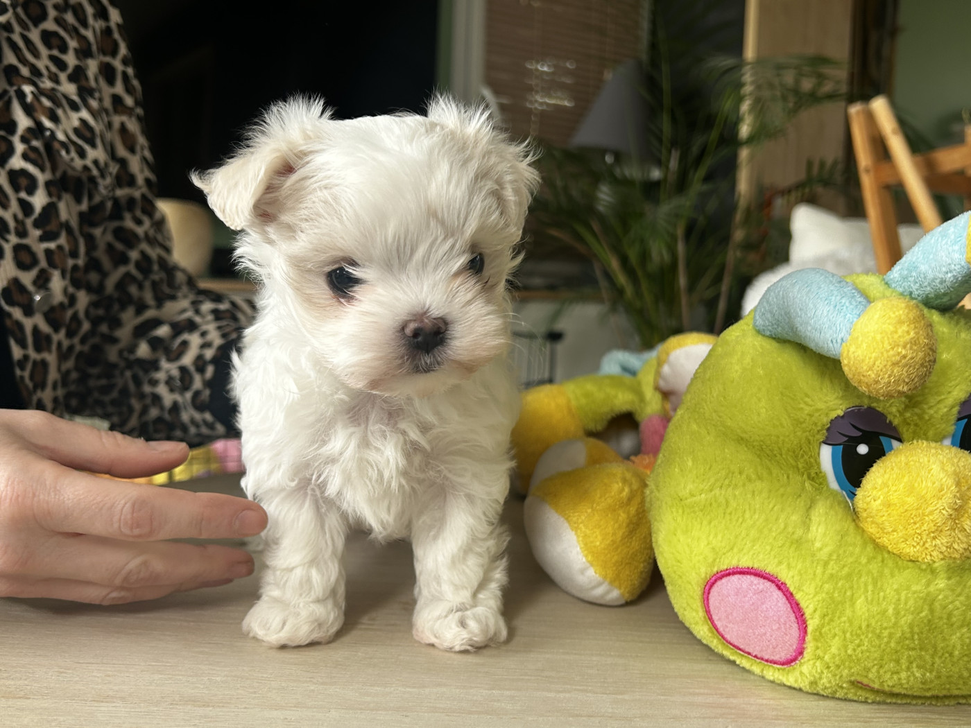 De La Bichonnerie De La Vallée - Chiots disponibles - Bichon maltais