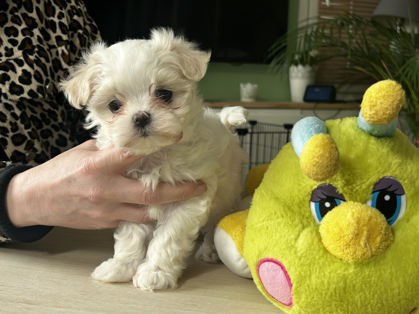 De La Bichonnerie De La Vallée - Chiots disponibles - Bichon maltais