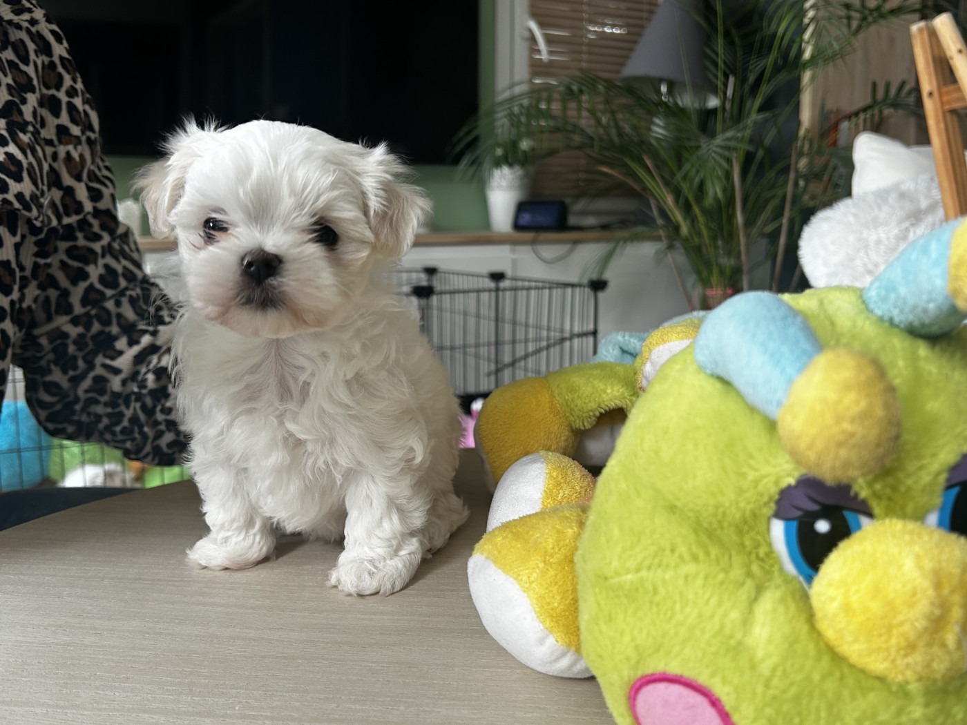 De La Bichonnerie De La Vallée - Chiots disponibles - Bichon maltais