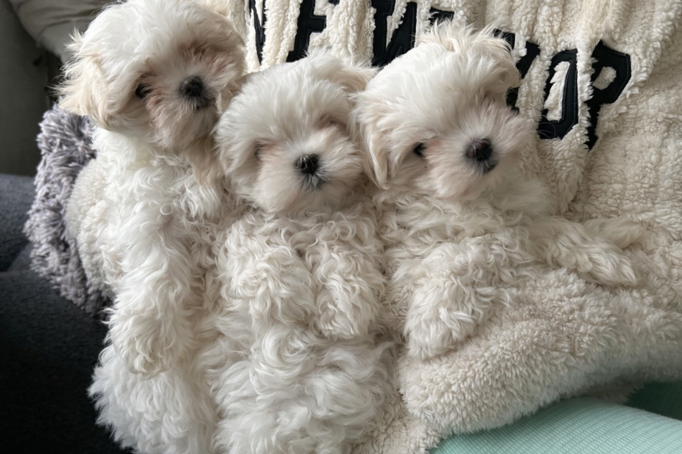 Chiot Bichon maltais De La Bichonnerie De La Vallée