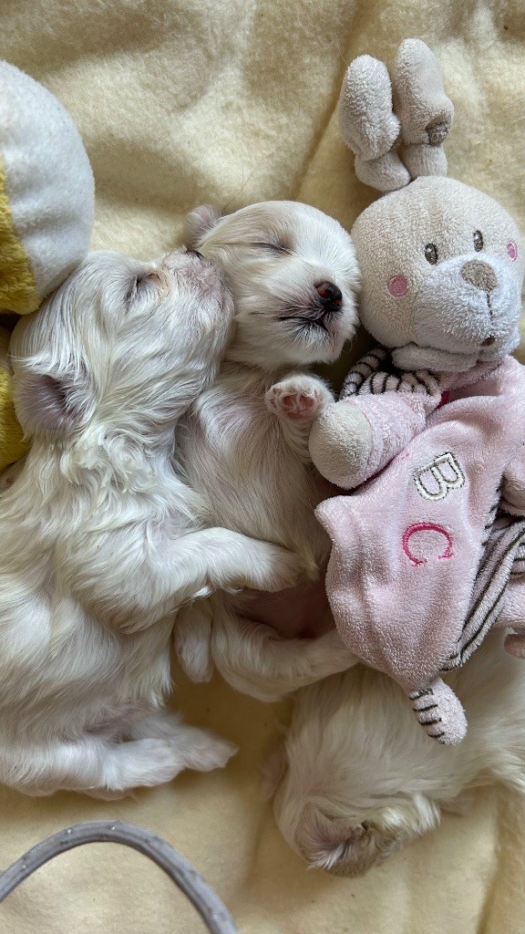 Chiot Bichon maltais De La Bichonnerie De La Vallée