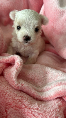 CHIOT 3
